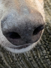 Silver Dog Nose Print Necklace
