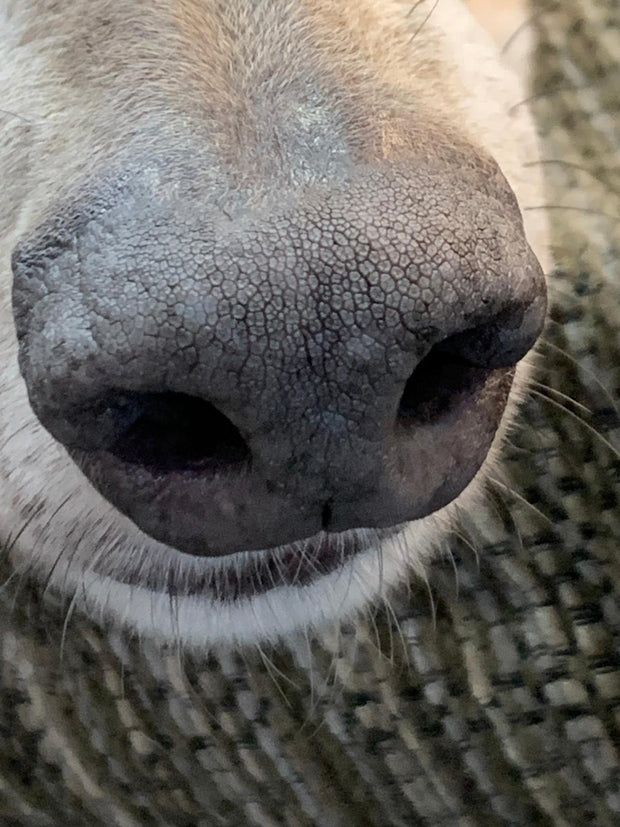 Silver Dog Nose Print Necklace